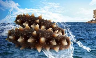 大連游艇獲評國家地理標志產(chǎn)品，地標品牌再添新成員